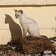 Queen a rejoint le concours — aidez-le/la à gagner de superbes lots ! animal, calm, cat, daylight, feline, ground, nature, outdoor, pet, quiet, rock, shadow, sitting, snow, stones, striped_cat, sunlight, texture, winter, yellow_wall