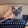 Queen participe au concours pour gagner de l'argent avec cette photo : blue_eyes, cat, cat_face, checkered_pattern, close_up, couch, cozy, cushion, domestic_cat, fur, furniture, indoor, looking_at_camera, paw, pet, pillow, portrait, relaxed, sitting, whiskers