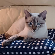 Queen participe au concours pour gagner de l'argent avec cette photo : blue_eyes, cat, close_up, couch, cushion, domestic_animal, feline, fur, home, indoor, looking_at_camera, patterned_pillow, paws, pet, pillow, portrait, relaxed, sitting, sofa, whiskers