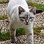 animal, attentive, blue_eyes, cat, closeup, ears, feline, grass, gravel, nature, outdoor, path, paws, pebbles, pet, portrait, tail, walking, whiskers, white_fur