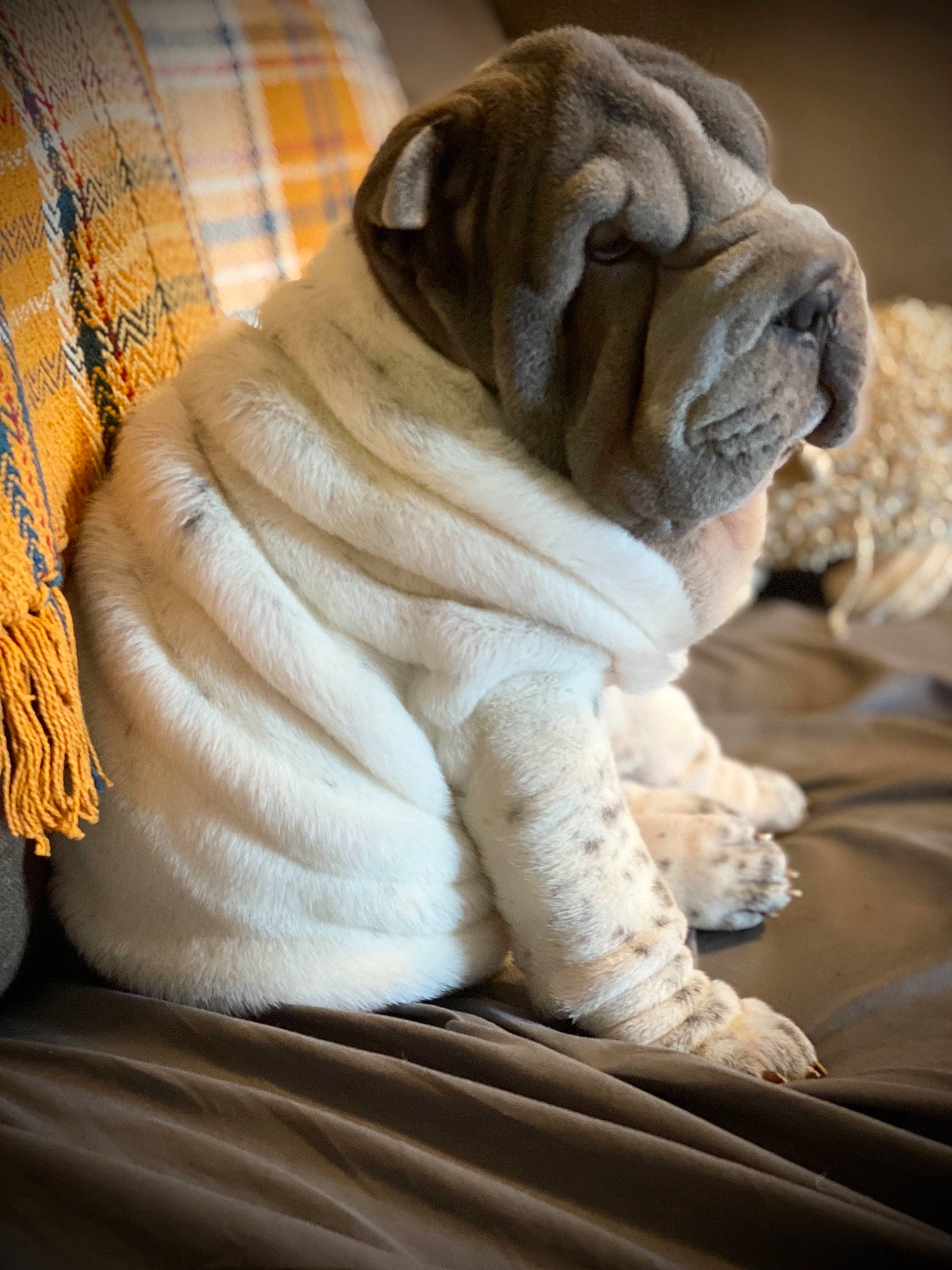 Sadie Mae is registered to the contest to win money with this photo: bored, bulldog, canidae, carnivore, comfort, companion_dog, dog, dog_breed, fawn, fur, non_sporting_group, paw, pug, snout, sporting_group, terrestrial_animal, toy_dog, whiskers, wood, wrinkle