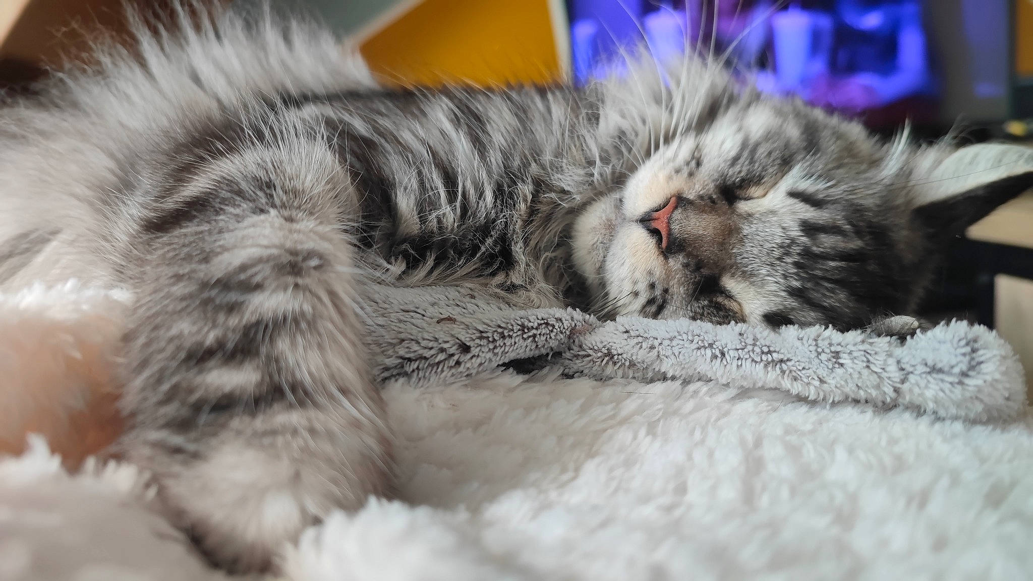 Ruby a rejoint le concours — aidez-le/la à gagner de superbes lots ! carnivore, cat, claw, close_up, comfort, domestic_short_haired_cat, eye, felidae, fur, grey, mammal, nap, paw, sleep, small_to_medium_sized_cats, snout, tail, terrestrial_animal, vertebrate, whiskers