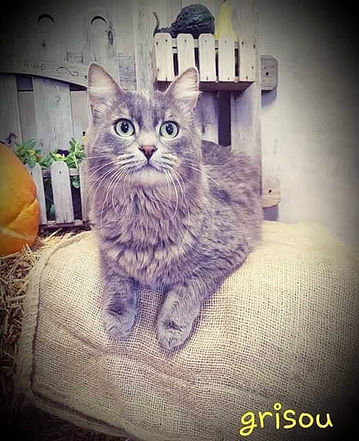 Grisou participe au concours pour gagner de l'argent avec cette photo : asian, british_longhair, carnivore, cat, domestic_short_haired_cat, european_shorthair, felidae, kitten, maine_coon, ojos_azules, photo_caption, polydactyl_cat, siberian, sky, small_to_medium_sized_cats, tabby_cat, whiskers