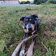 Simba a rejoint le concours — aidez-le/la à gagner de superbes lots ! dog, grass, stick, outdoor, field, nature, animal, pet, brown, black, ears, paws, collar, canine, closeup, grassland, resting, playful, summer, daylight