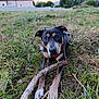 dog, grass, stick, outdoor, field, nature, animal, pet, brown, black, ears, paws, collar, canine, closeup, grassland, resting, playful, summer, daylight