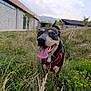 Simba participe au concours pour gagner de l'argent avec cette photo : dog, canine, happy, tongue_out, red_harness, grass, wildflowers, yellow_flowers, outdoor, nature, field, smiling, pet, animal, mammal, rural, building, sky, cloudy, mountain
