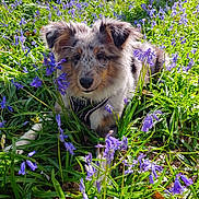 Asko a rejoint le concours — aidez-le/la à gagner de superbes lots ! dog, puppy, flowers, purple_flowers, grass, nature, outdoor, sunlight, greenery, animal, pet, cute, fur, calm, relaxed, spring, field, flora, canine, garden
