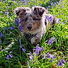 dog, puppy, flowers, purple_flowers, grass, nature, outdoor, sunlight, greenery, animal, pet, cute, fur, calm, relaxed, spring, field, flora, canine, garden