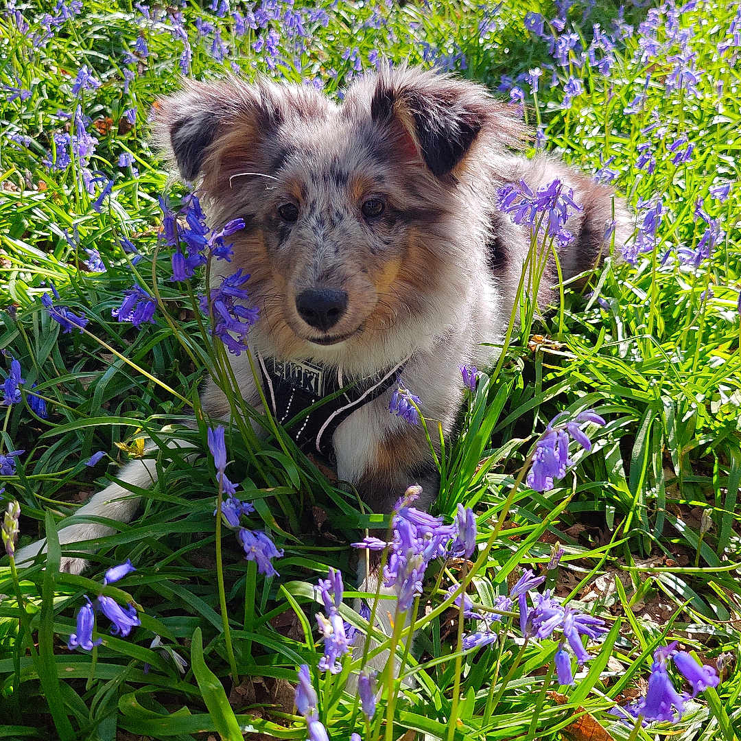 Asko a rejoint le concours — aidez-le/la à gagner de superbes lots ! dog, puppy, flowers, purple_flowers, grass, nature, outdoor, sunlight, greenery, animal, pet, cute, fur, calm, relaxed, spring, field, flora, canine, garden