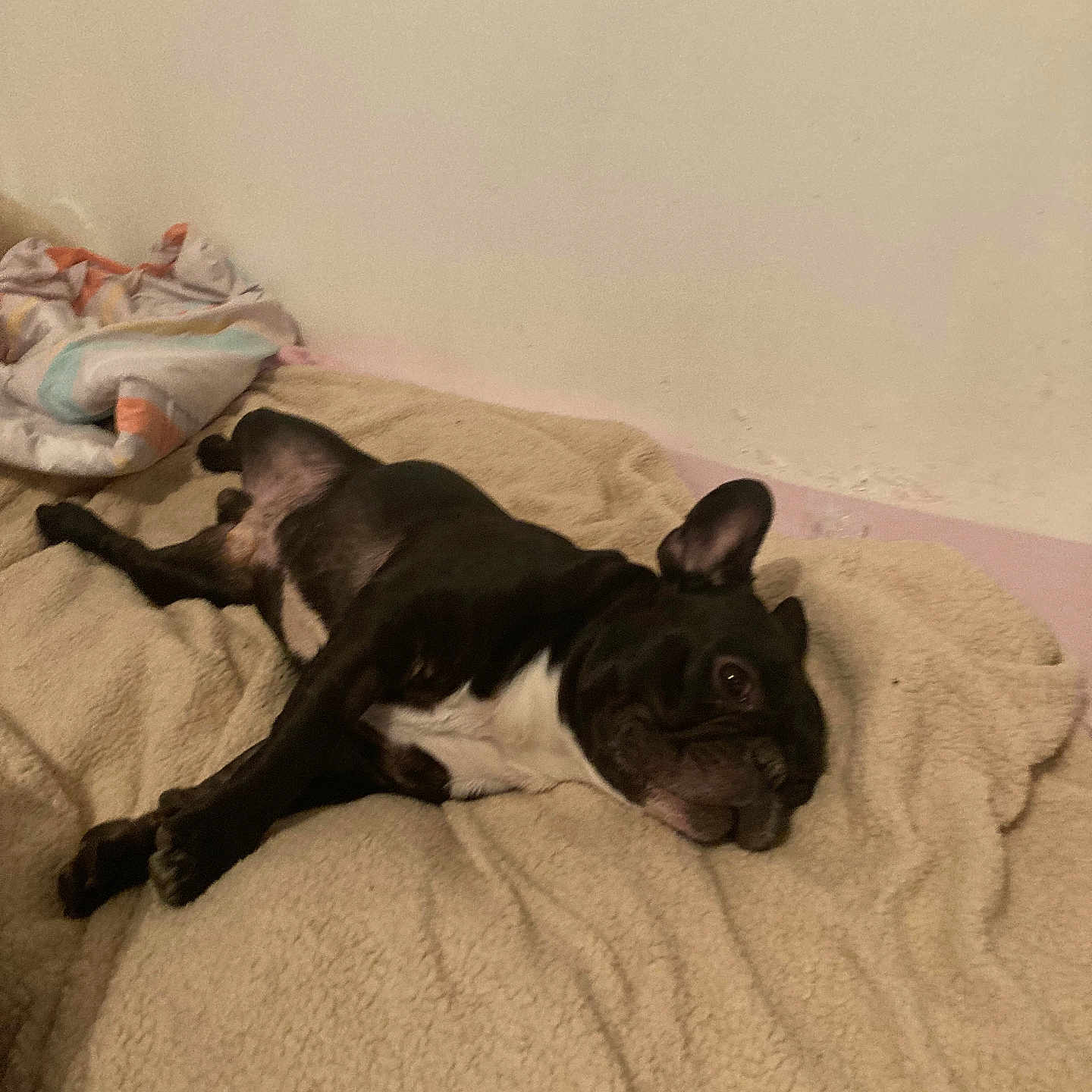 Bally participe au concours pour gagner de l'argent avec cette photo : animal, bed, bedroom, blanket, bostonbull, bulldog, canine, dog, frenchbulldog, furniture, homedecor, indoors, linen, person, pet, pitbull, puppy, quilt, room, sleeping