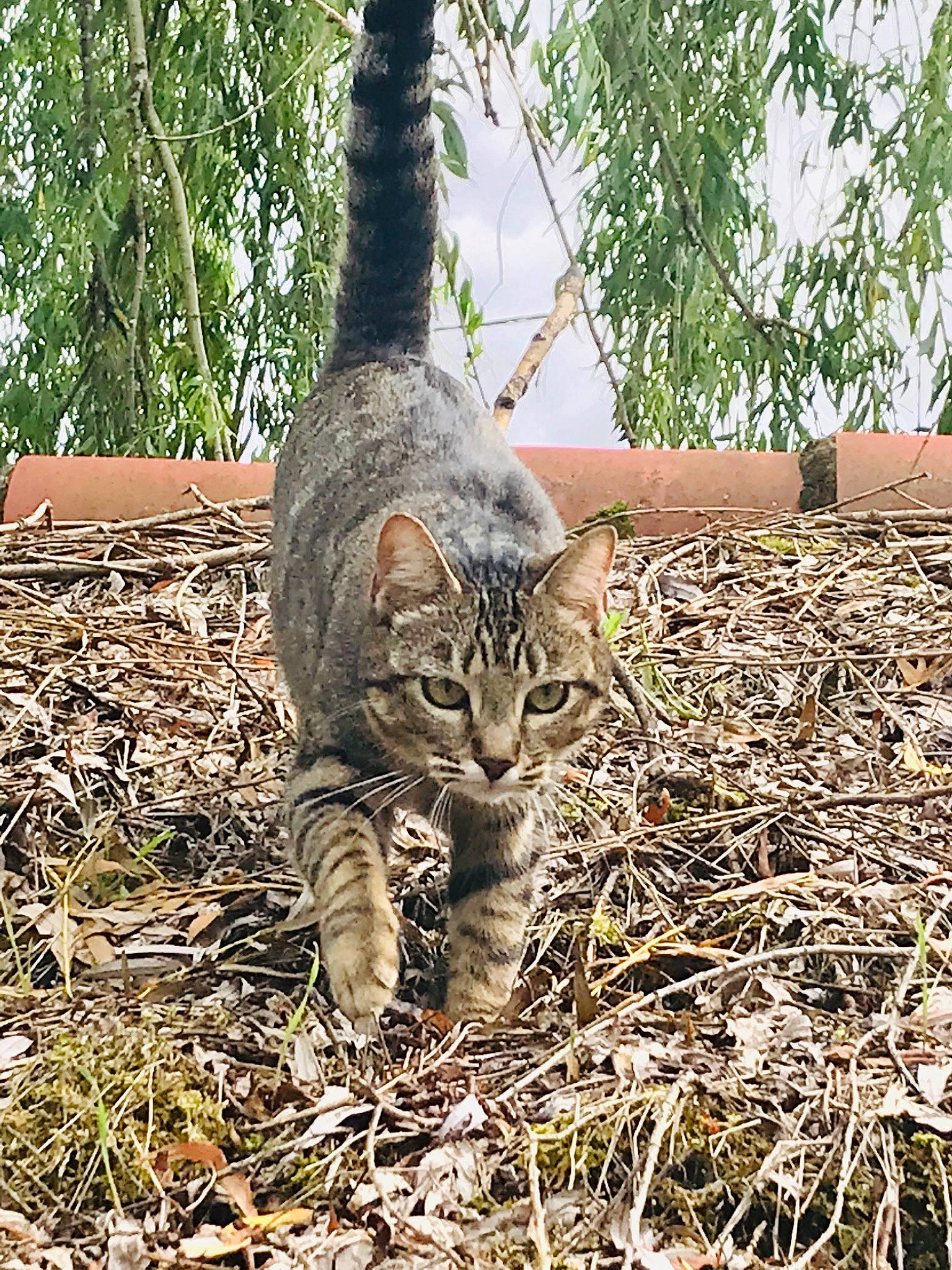 Bill participe au concours pour gagner de l'argent avec cette photo : asian, bengal, bobcat, carnivore, cat, domestic_short_haired_cat, dragon_li, european_shorthair, felidae, grass, kitten, pixie_bob, plant, sand, small_to_medium_sized_cats, tabby_cat, tree, whiskers, wild_cat, wildlife