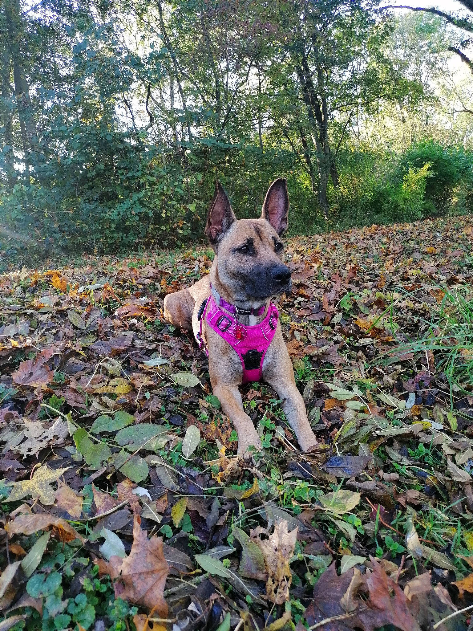 June a rejoint le concours — aidez-le/la à gagner de superbes lots ! canidae, carnivore, companion_dog, dog, dog_breed, dog_supply, fawn, forest, grass, groundcover, mammal, plant, soil, sporting_group, tail, terrestrial_plant, toy_dog, tree, walking, woodland