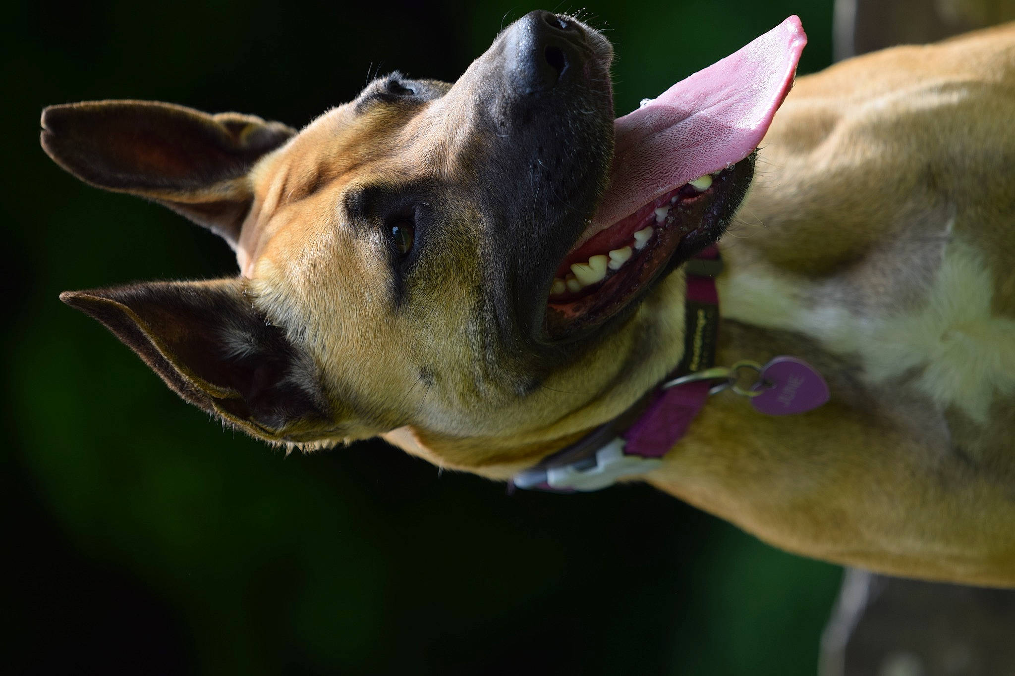 June participe au concours pour gagner de l'argent avec cette photo : ancient_dog_breeds, canidae, carnivore, collar, companion_dog, dog, dog_breed, dog_collar, fang, fawn, german_shepherd_dog, jaw, leash, snout, sporting_group, street_dog, whiskers, wildlife, working_animal, working_dog