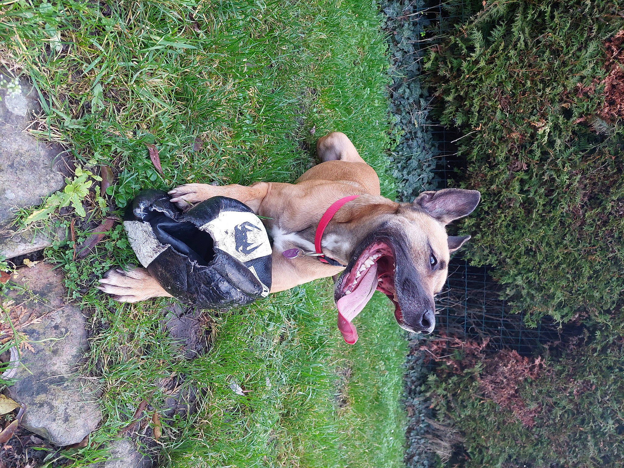 June participe au concours pour gagner de l'argent avec cette photo : adventure, canidae, carnivore, dog, dog_breed, fawn, grass, grass_family, groundcover, lawn, leg, leisure, people_in_nature, plant, recreation, soil, sporting_group, tail, tree, working_animal