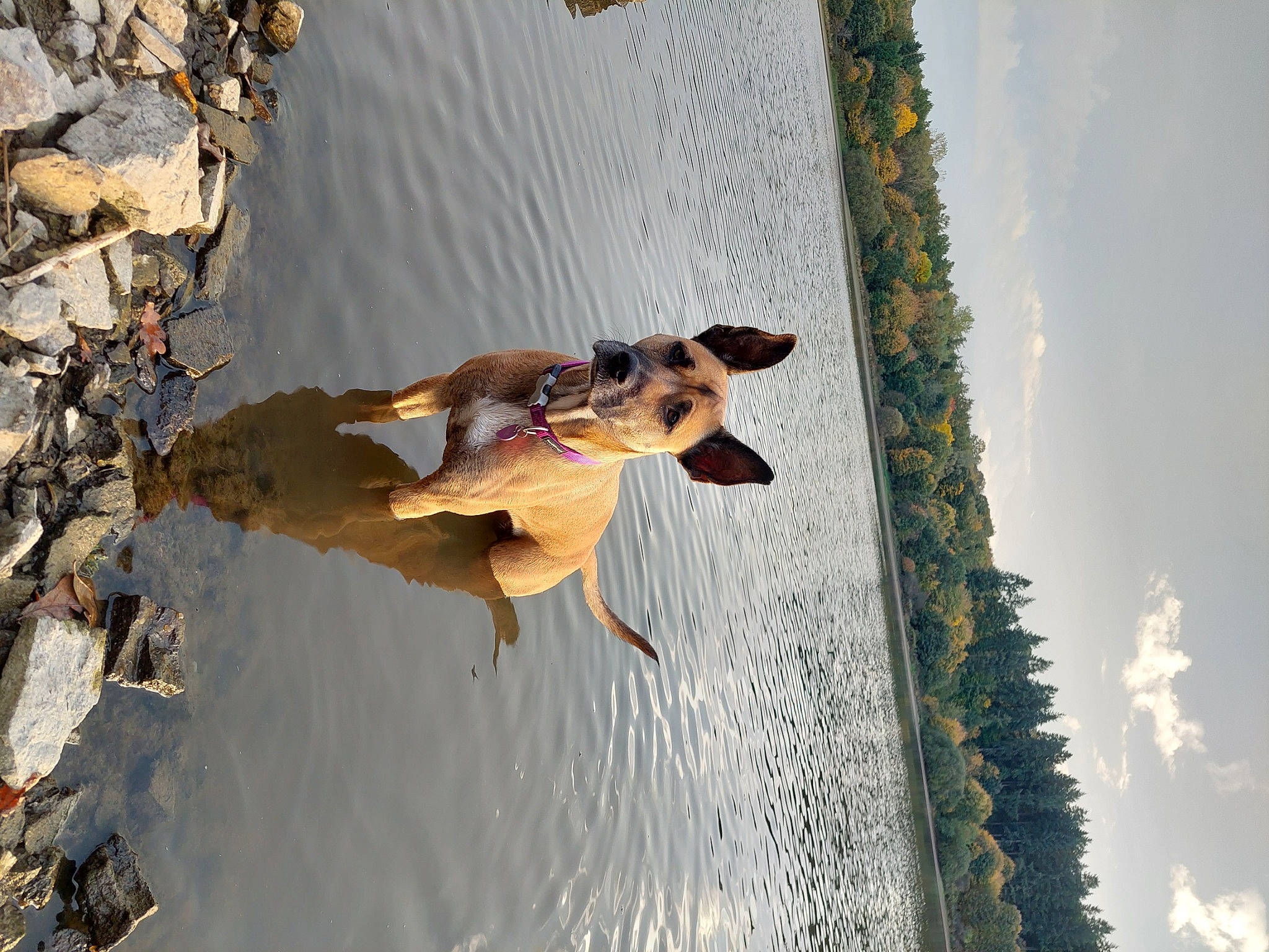 June participe au concours pour gagner de l'argent avec cette photo : adventure, body_of_water, carnivore, cloud, dog, dog_breed, fawn, fun, happy, lake, leisure, people_in_nature, plant, recreation, reflection, sky, sporting_group, tree, water, wood