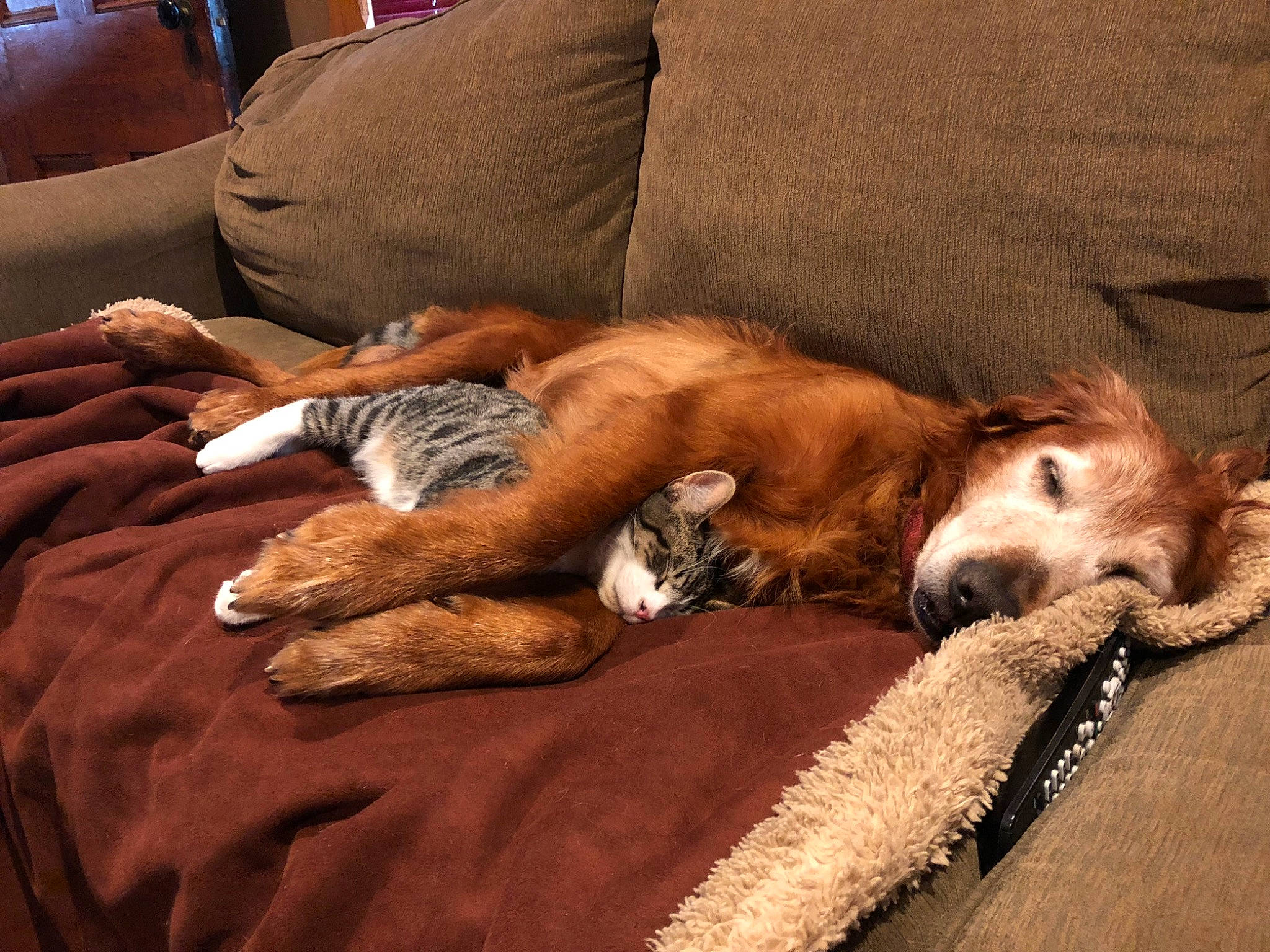 Harvest is registered to the contest to win money with this photo: azawakh, canidae, carnivore, comfort, companion_dog, dog, dog_breed, fawn, lurcher, nap, paw, sleep, snout