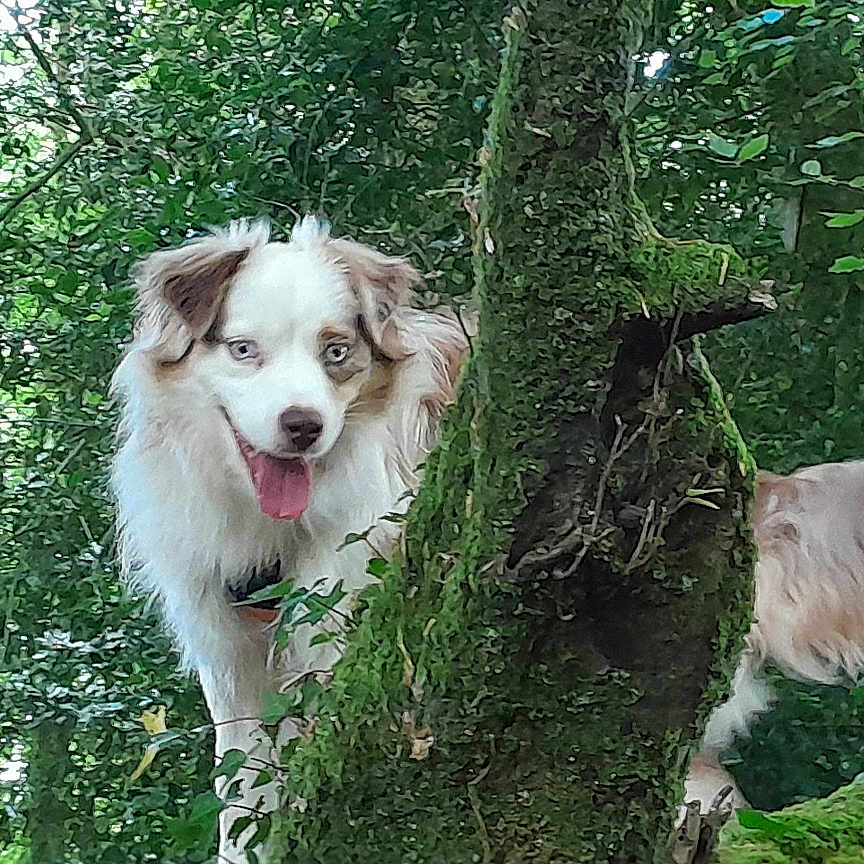 Volt a rejoint le concours — aidez-le/la à gagner de superbes lots ! adventure, animal, bark, canine, curious, daylight, dog, forest, fur, greenery, happy, leafy, moss, nature, outdoor, pet, playful, tongue_out, tree, woodland