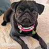 animal, beaded_necklace, black_dog, blanket, close_up, collar, cozy, cute, dog, domestic, ears, expression, face, furniture, indoor, lying_down, paw, pet, portrait, pug