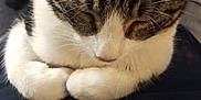 Chloe is registered to the contest to win money with this photo: cat, tabby, white_paws, sleeping, resting, cozy, fur, whiskers, pet, animal, closeup, indoor, cute, domestic_cat, relaxed, curled_up, feline, soft, companion, quiet
