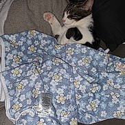 Chloe is registered to the contest to win money with this photo: kitten, sleeping, blanket, blue, flowers, smiling_faces, cushion, black_pillow, cozy, indoor, pet, fur, paw, closeup, resting, cute, animal, domestic_cat, relaxation, soft_texture