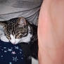 Chloe joined the competition — help win amazing prizes! cat, tabby, white_markings, animal, pet, feline, close_up, indoor, blanket, stars, pattern, resting, fur, whiskers, ear, paw, cute, domestic_animal, sleepy, cozy
