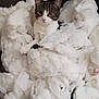cat, tabby, white, blanket, fluffy, chair, indoor, pet, cozy, fur, relaxed, cute, looking, sitting, comfort, domestic, animal, soft, resting, furniture
