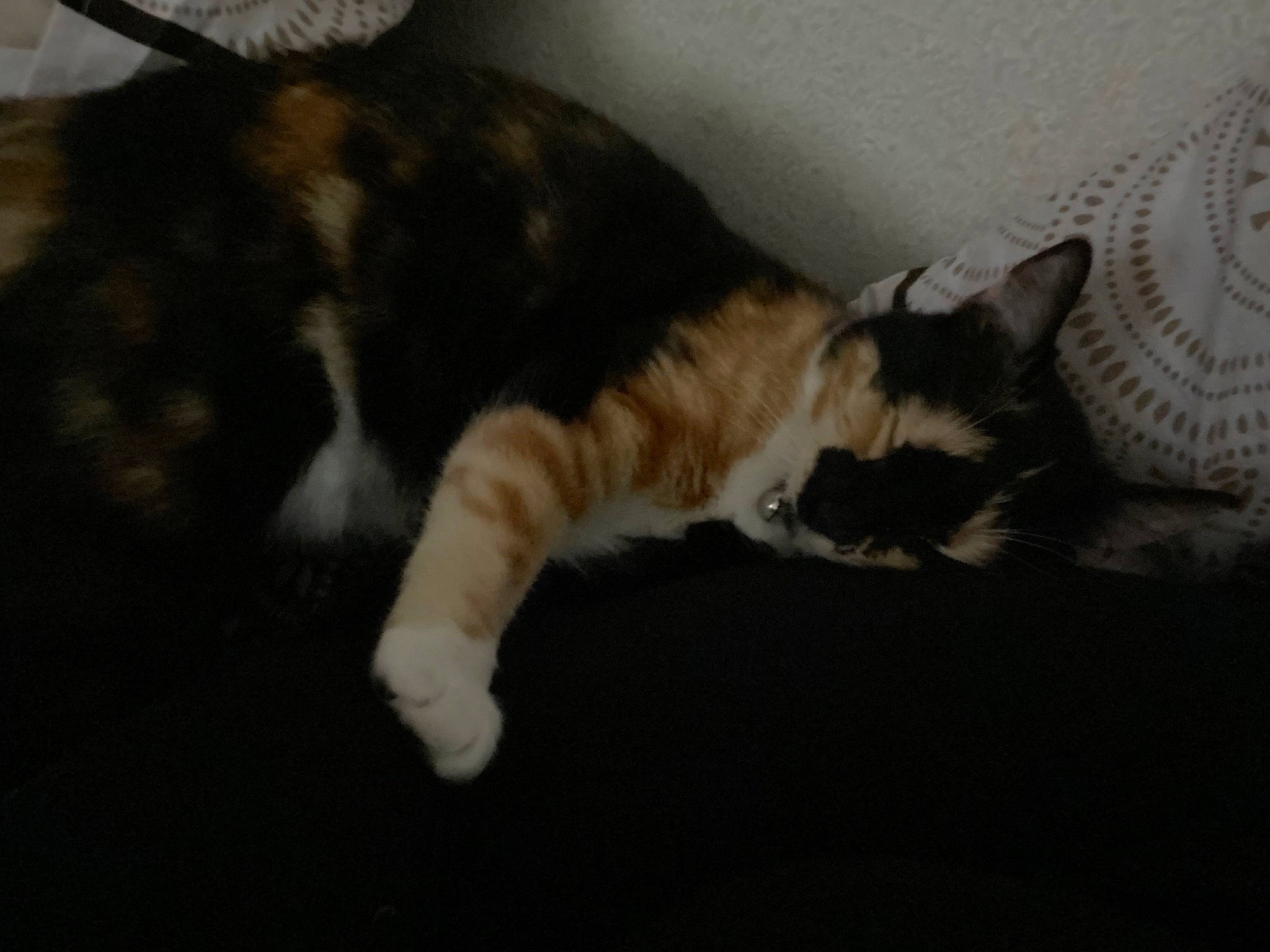 Kyara a rejoint le concours — aidez-le/la à gagner de superbes lots ! carnivore, cat, comfort, domestic_short_haired_cat, felidae, flooring, fur, hardwood, paw, room, small_to_medium_sized_cats, snout, tail, terrestrial_animal, whiskers, wood