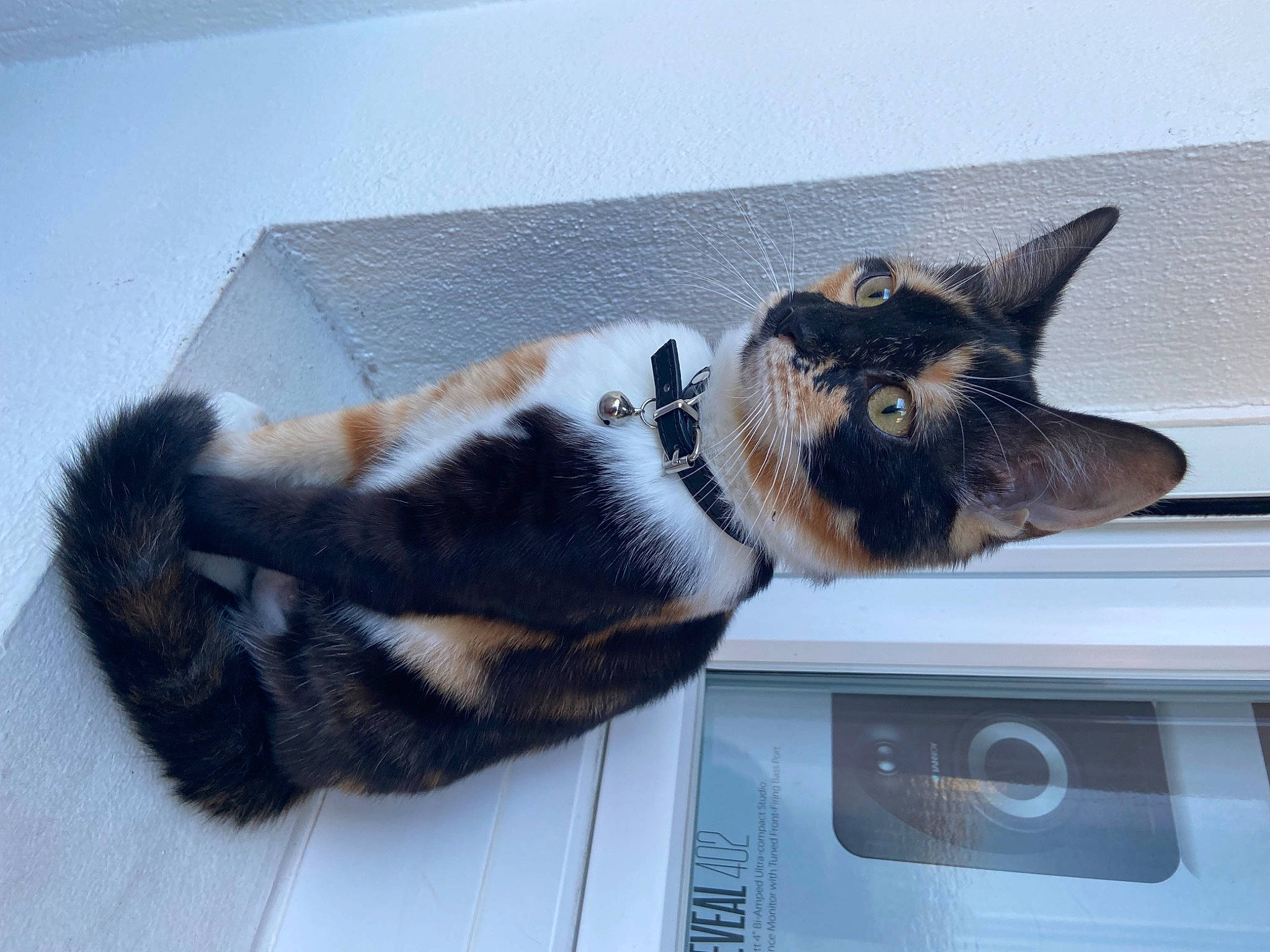 Kyara a rejoint le concours — aidez-le/la à gagner de superbes lots ! carnivore, cat, cat_supply, claw, comfort, domestic_short_haired_cat, fawn, felidae, foot, fur, grey, paw, small_to_medium_sized_cats, snout, tail, terrestrial_animal, whiskers, window