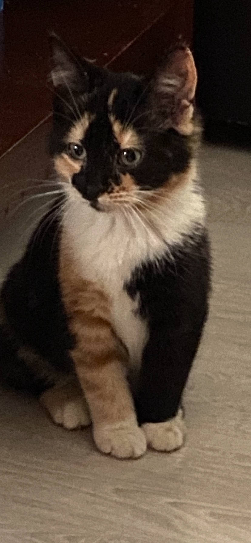 Kyara participe au concours pour gagner de l'argent avec cette photo : carnivore, cat, claw, domestic_short_haired_cat, door, felidae, fur, sitting, small_to_medium_sized_cats, snout, tail, terrestrial_animal, whiskers, window