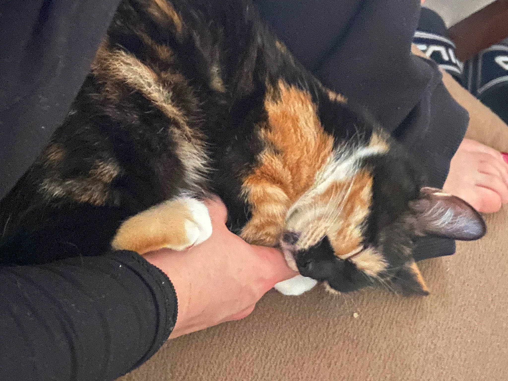 Kyara participe au concours pour gagner de l'argent avec cette photo : canidae, carnivore, comfort, companion_dog, dog, dog_breed, fawn, felidae, finger, foot, fur, gesture, human_leg, lap, nail, paw, small_to_medium_sized_cats, sporting_group, whiskers, wrist