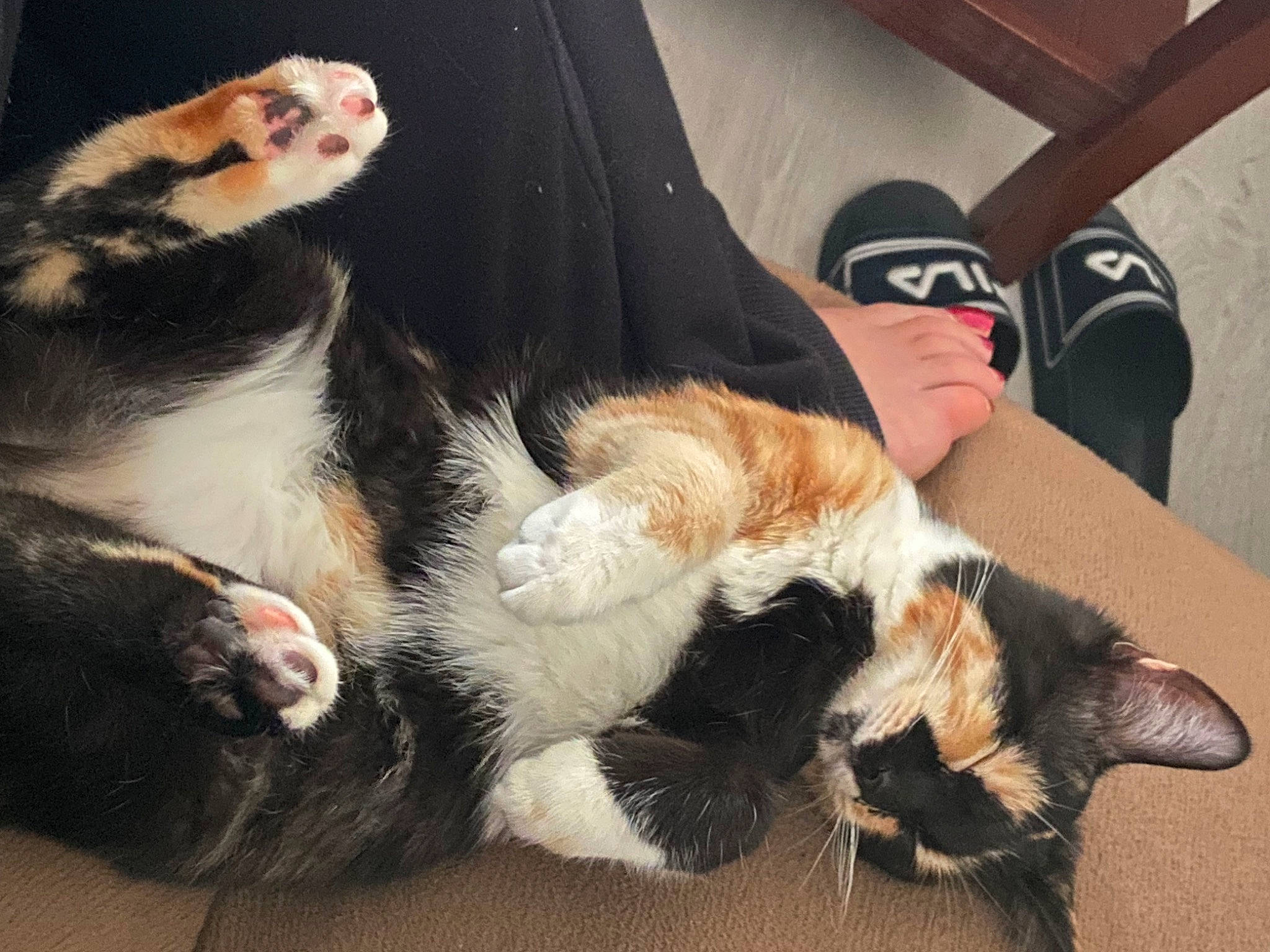 Kyara a rejoint le concours — aidez-le/la à gagner de superbes lots ! canidae, carnivore, cat, claw, comfort, companion_dog, dog_breed, felidae, foot, fur, gesture, human_leg, lap, paw, small_to_medium_sized_cats, snout, sporting_group, tail, terrestrial_animal, whiskers