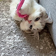 Haru joined the competition — help win amazing prizes! cat, playful, toy, carpet, indoor, fluffy, blue_eyes, pet, cute, feline, gray_couch, texture, soft_fur, animal, domestic, relaxed, closeup, whiskers, pink_toy, laying_down