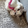 cat, playful, toy, carpet, indoor, fluffy, blue_eyes, pet, cute, feline, gray_couch, texture, soft_fur, animal, domestic, relaxed, closeup, whiskers, pink_toy, laying_down