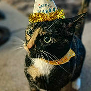 Callie joined the competition — help win amazing prizes! cat, tuxedo_cat, birthday, party_hat, party, celebration, pet, animal, black_and_white, green_eyes, collar, gold_tinsel, whiskers, portrait, indoor, home, carpet, standing, close_up, funny