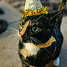 cat, tuxedo_cat, birthday, party_hat, party, celebration, pet, animal, black_and_white, green_eyes, collar, gold_tinsel, whiskers, portrait, indoor, home, carpet, standing, close_up, funny