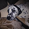 dog, dalmatian, pet, animal, spots, couch, blanket, indoor, resting, relaxed, fur, canine, domestic_animal, laying_down, comfort, cozy, closeup, portrait, black_and_white, home