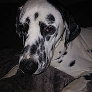 Uno a rejoint le concours — aidez-le/la à gagner de superbes lots ! dalmatian, dog, pet, close_up, black_and_white, resting, blanket, fur, animal, canine, face, spot, nose, ear, lying_down, indoor, portrait, sleepy, cute, companion