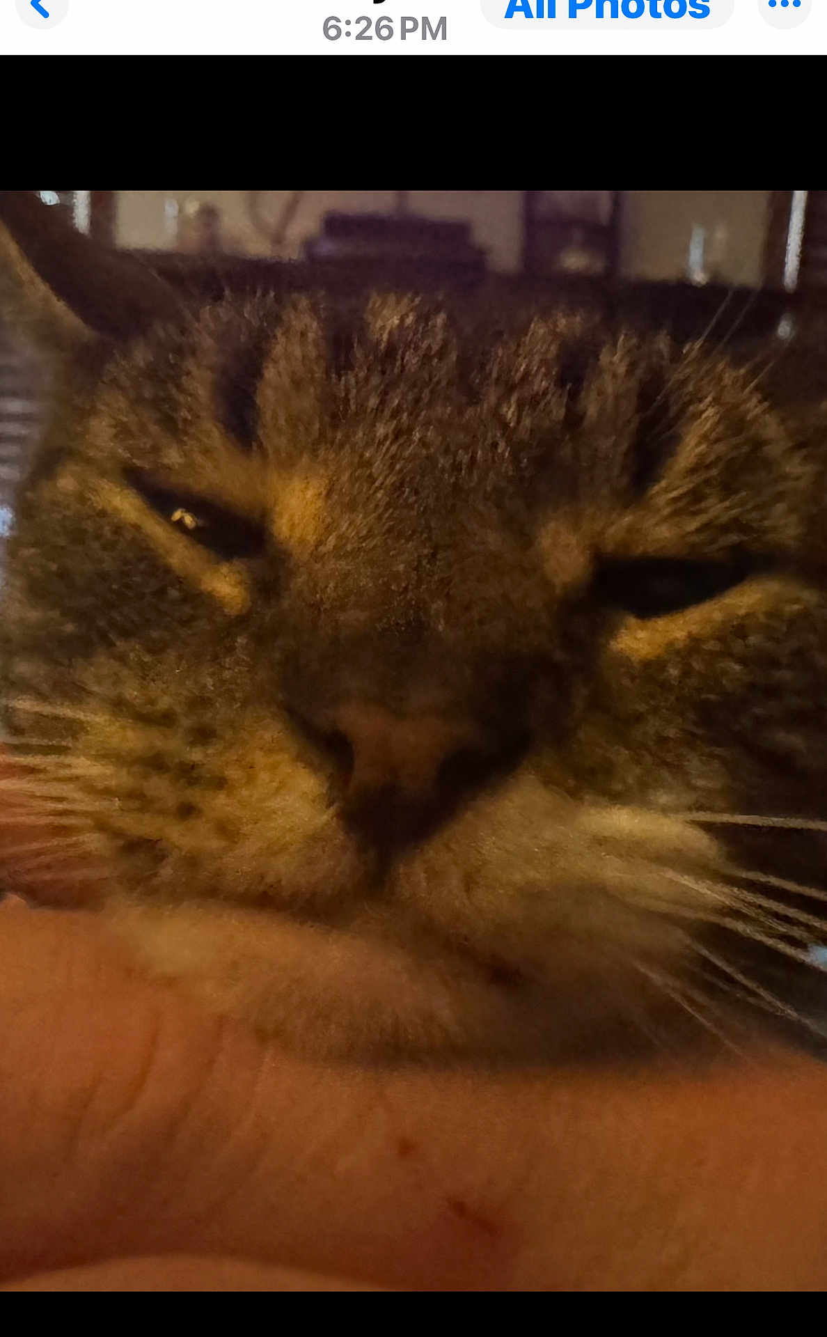 Sweetpea