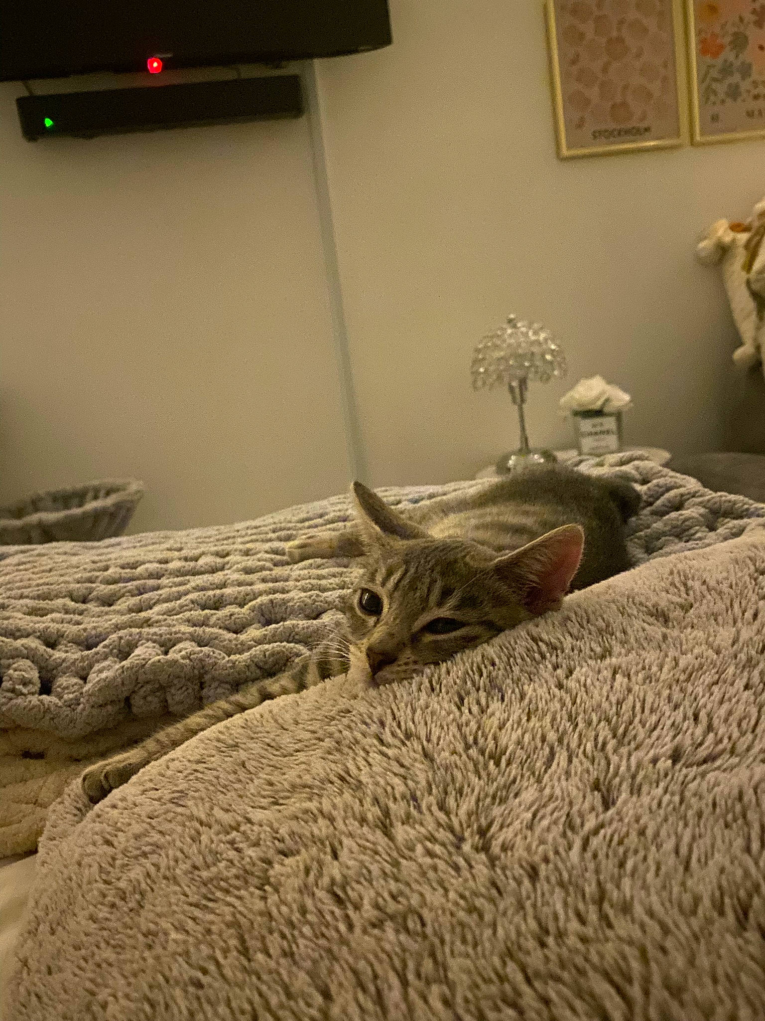 Chippy joined the competition — help win amazing prizes! bed, bed_frame, bedding, bedroom, carnivore, cat, comfort, felidae, floor, flooring, furniture, grey, hardwood, interior_design, linens, picture_frame, small_to_medium_sized_cats, whiskers, window, wood