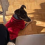Moka participe au concours pour gagner de l'argent avec cette photo : dog, red_sweater, wooden_floor, sunlight, shadow, indoor, pet, knitwear, resting, brown_dog, cozy, casual, flooring, relaxed, warm_light, portrait, canine, home, animal, comfort