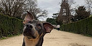 Moka a rejoint le concours — aidez-le/la à gagner de superbes lots ! dog, red_harness, path, eiffel_tower, trees, hedges, cloudy_sky, outdoor, pet, leash, sitting, alert, brown_fur, black_fur, landmark, tourist_spot, park, nature, canine, urban