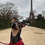 dog, red_harness, path, eiffel_tower, trees, hedges, cloudy_sky, outdoor, pet, leash, sitting, alert, brown_fur, black_fur, landmark, tourist_spot, park, nature, canine, urban