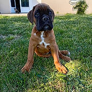 Butkus participe au concours pour gagner de l'argent avec cette photo : animal, backyard, brown, cat, curious, cute, dog, doorway, garden, grass, green, house, nature, outdoor, pet, puppy, shrub, sunlight, window, young