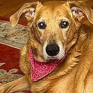 Scottie is registered to the contest to win money with this photo: bandana, brown_fur, carpet, close_up, companion, dog, ears, eyes, fur_texture, hardwood_floor, heart_pattern, indoor, muzzle, nose, pet, portrait, relaxed, rug, senior_dog, whiskers