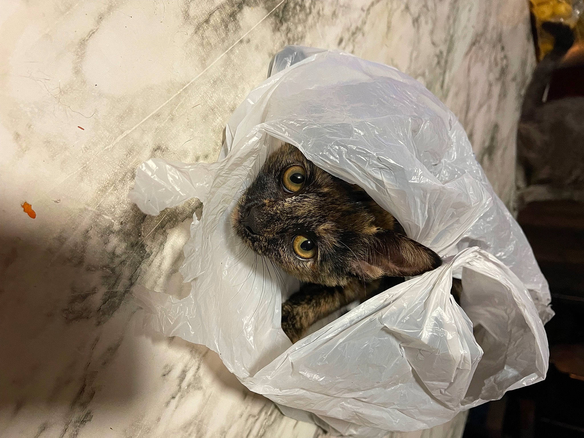 Macchiato joined the competition — help win amazing prizes! bin_bag, paper_product, plastic_bag, plastic_wrap, visual_arts