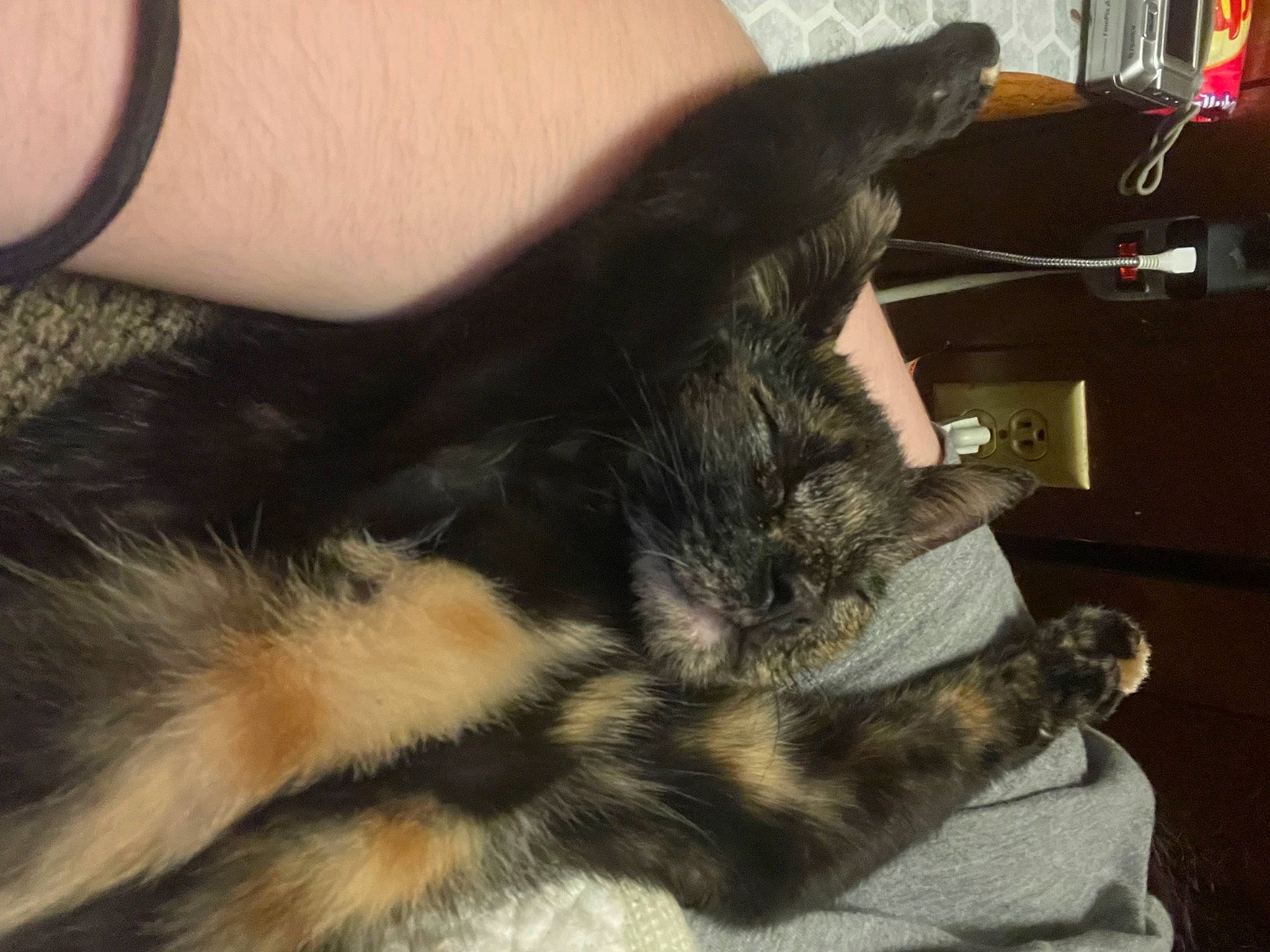 Macchiato joined the competition — help win amazing prizes! carnivore, cat, claw, comfort, dog_breed, domestic_short_haired_cat, ear, felidae, foot, fur, gesture, human_leg, nail, paw, small_to_medium_sized_cats, snout, tail, thumb, whiskers, wrist