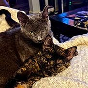 Buttercup Macchiato is registered to the contest to win money with this photo: cat, cats, gray_cat, tortoiseshell_cat, feline, pet, snuggling, cozy, blanket, knitted_blanket, indoor, resting, relaxed, fur, ears, whiskers, closeup, animal, cute, domestic_animal