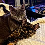cat, cats, gray_cat, tortoiseshell_cat, feline, pet, snuggling, cozy, blanket, knitted_blanket, indoor, resting, relaxed, fur, ears, whiskers, closeup, animal, cute, domestic_animal