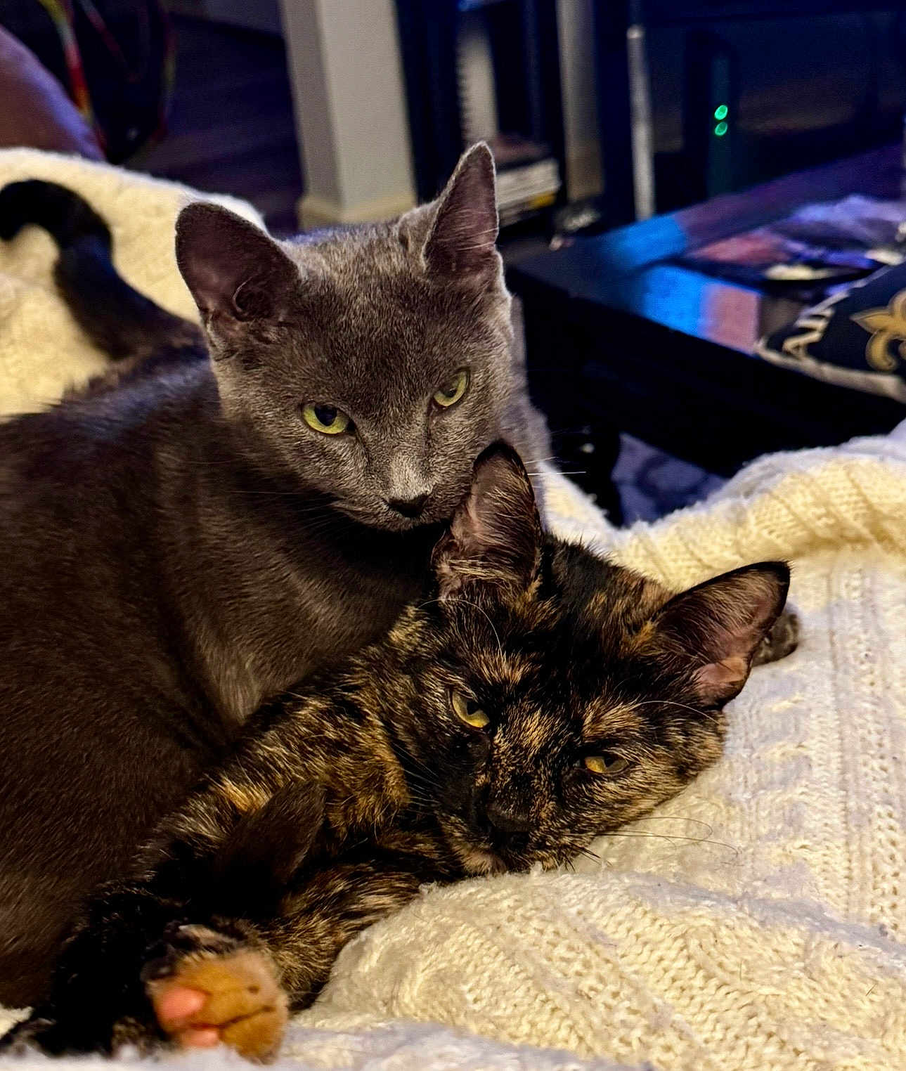 Buttercup Macchiato is registered to the contest to win money with this photo: cat, cats, gray_cat, tortoiseshell_cat, feline, pet, snuggling, cozy, blanket, knitted_blanket, indoor, resting, relaxed, fur, ears, whiskers, closeup, animal, cute, domestic_animal