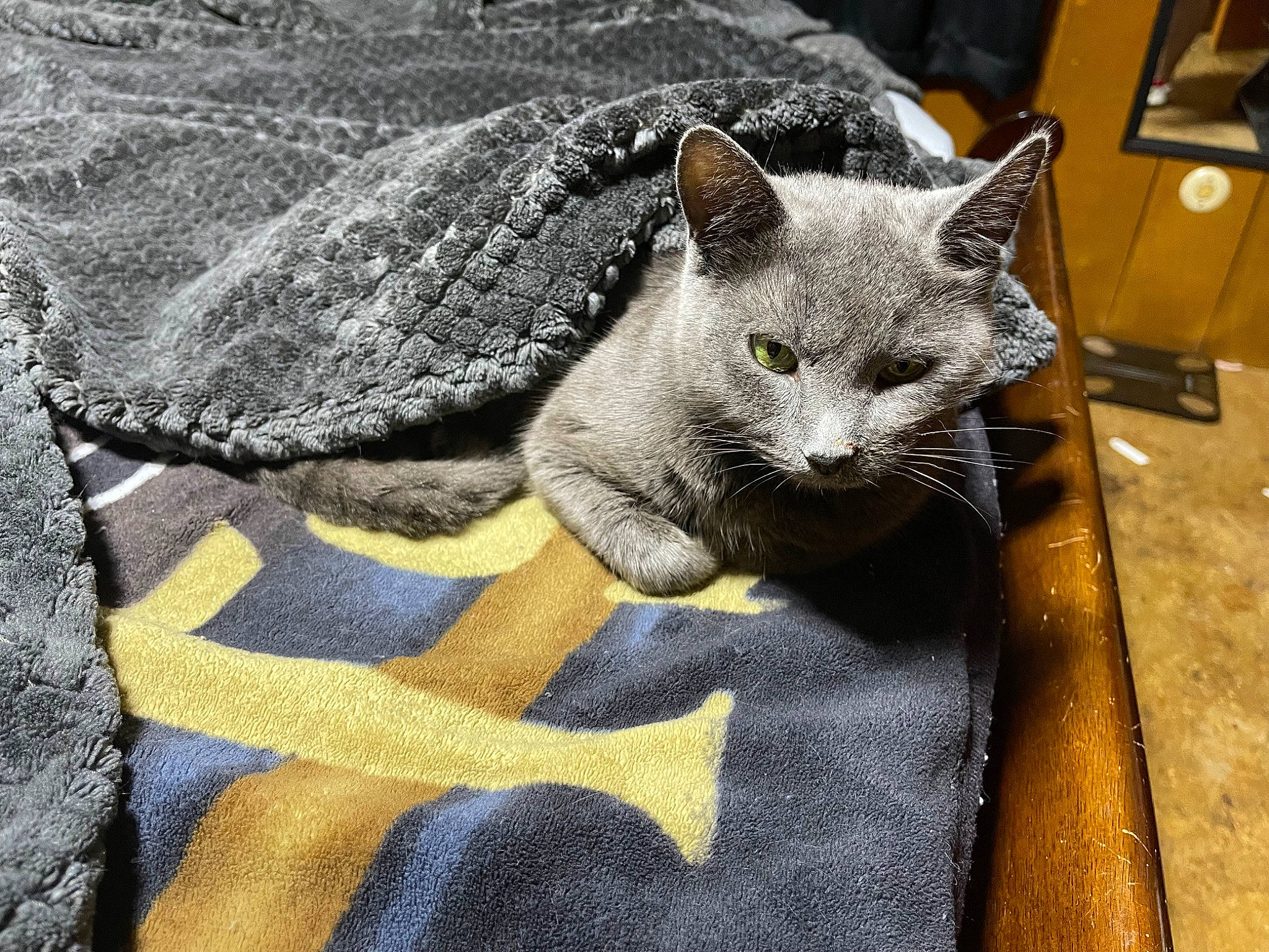 Buttercup is registered to the contest to win money with this photo: carnivore, cat, cat_supply, comfort, domestic_short_haired_cat, felidae, fur, grey, russian_blue, sitting, small_to_medium_sized_cats, snout, tail, whiskers